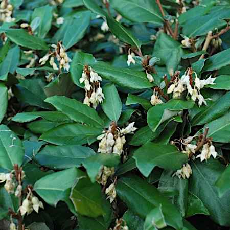 Elaeagnus x ebbingei (Ελαίαγνος Πράσινος)