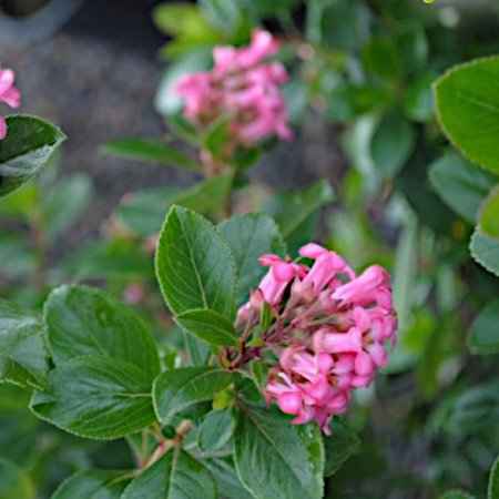 Escallonia rosea (Εσκαλόνια Ροζ)