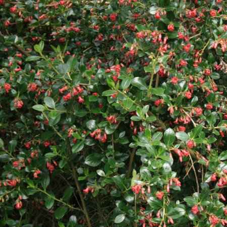 Escallonia rubra (Εσκαλόνια Κόκκινη)