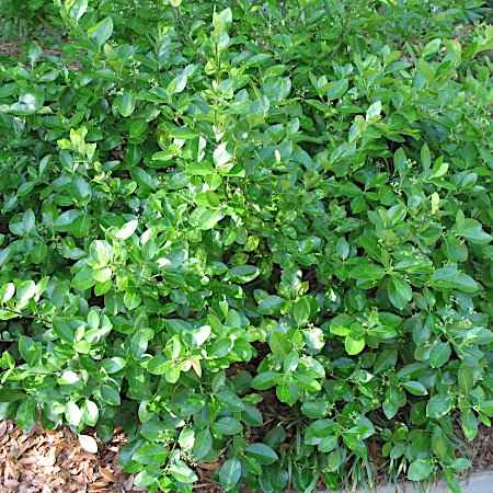 Euonymous fortunei (Ευώνυμο Ημιέρπον)