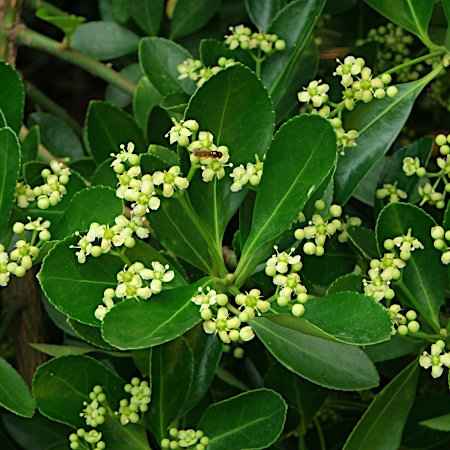 Euonymus japonicus (Ευώνυμο το Ιαπωνικό)