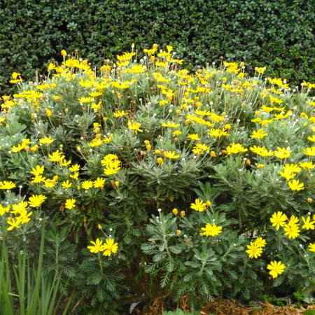 Αειθαλείς Θάμνοι Παραθαλάσσιων Περιοχών - Euryops pectinatus (Ευρύωπας)