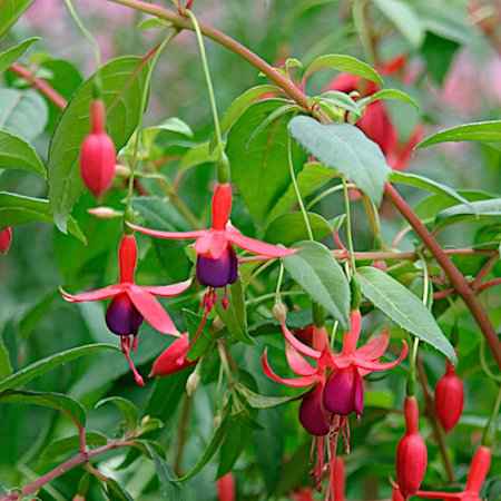 Fuchsia magellanica (Φούξια)