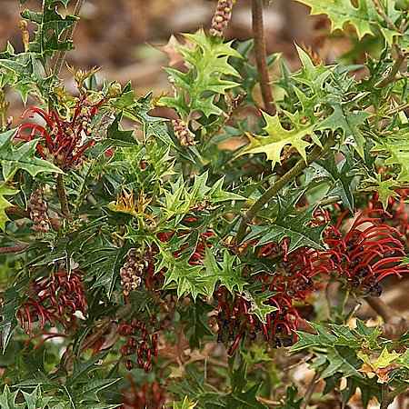 Grevillea aquifolium (Γκρεβιλέα η Οξύφυλλη)