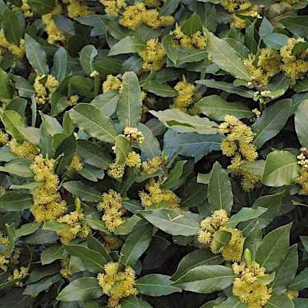 Laurus nobilis (Δάφνη η Ευγενής)