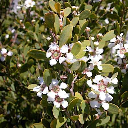 Αειθαλείς Θάμνοι Παραθαλάσσιων Περιοχών - Leptospermum laevigatum (Λεπτόσπερμα)