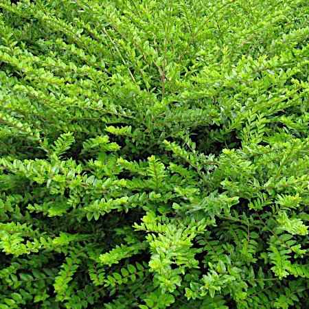 Lonicera pileata (Λονίκερα)