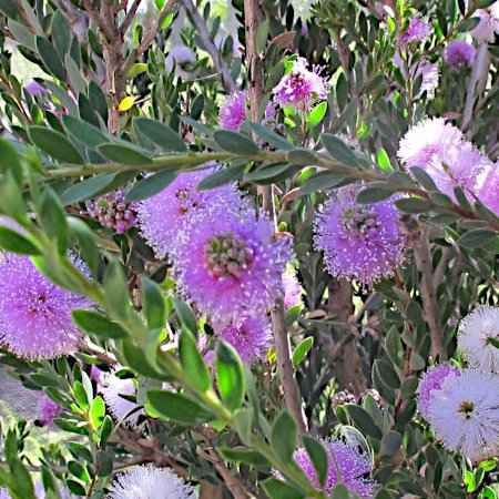 Melaleuca nesophila (Μελαλεύκα η Νησιόφυλλη)