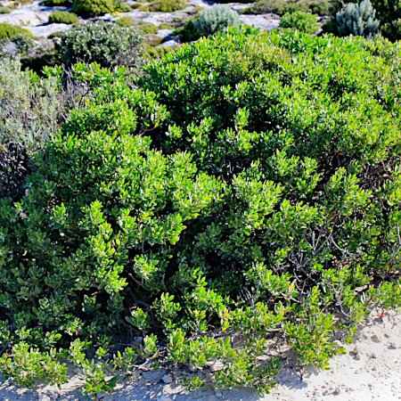 Myoporum insulare (Μυόπορο το Κοινό)