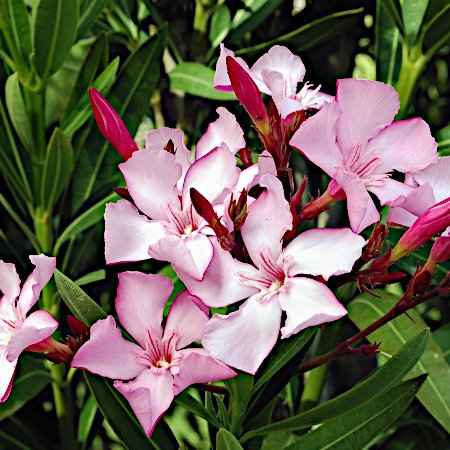 Nerium oleander (Πικροδάφνη)
