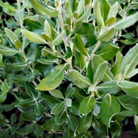 Olearia traversii (Ολεάρια)