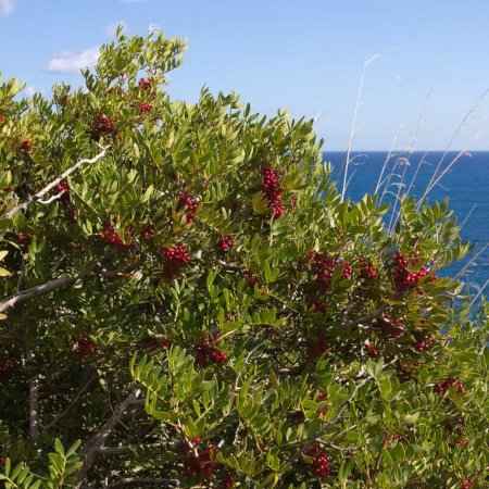 Αειθαλείς Θάμνοι Παραθαλάσσιων Περιοχών - Pistacia lentiscus (Πιστακία η Λεντίσκος)