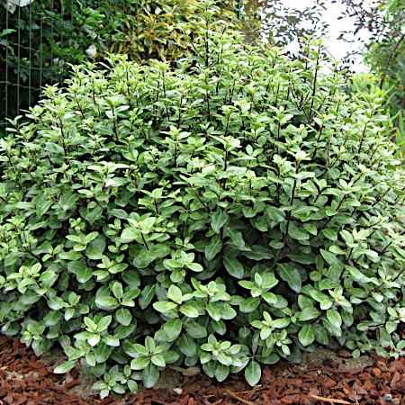 Pittosporum tenuifolium (Πιττόσπορο το Λεπτόφυλλο)