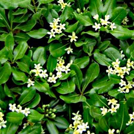 Αειθαλείς Θάμνοι Παραθαλάσσιων Περιοχών - Pittosporum tobira (Αγγελική η Κοινή)