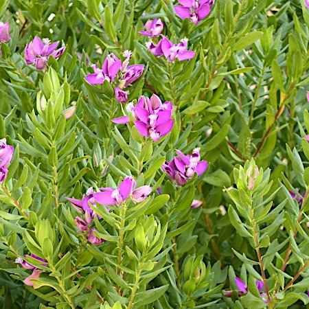 Αειθαλείς Θάμνοι Παραθαλάσσιων Περιοχών - Polygala myrtifolia (Πολύγαλα)