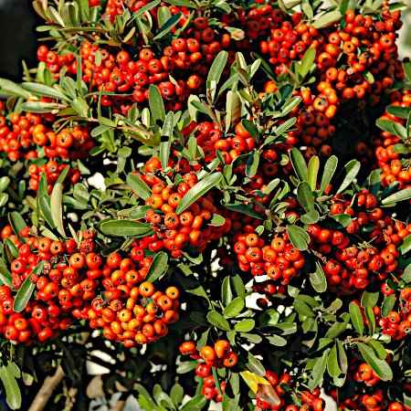 Αειθαλείς Θάμνοι Παραθαλάσσιων Περιοχών - Pyrachantha coccinea (Πυράκανθος)