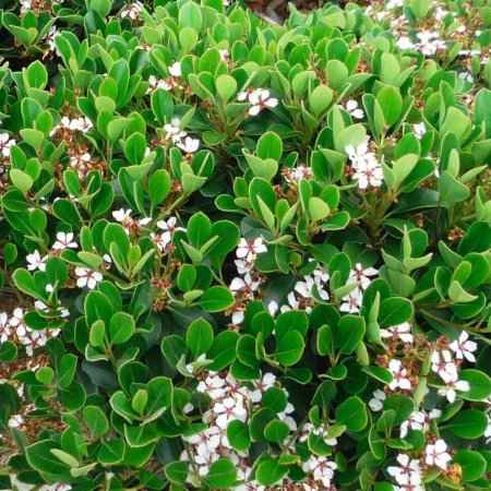 Αειθαλείς Θάμνοι Παραθαλάσσιων Περιοχών - Rhaphiolepis umbellata (Ραφιολεπίς)