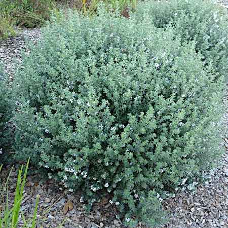 Αειθαλείς Θάμνοι Παραθαλάσσιων Περιοχών - Westringia fruticosa (Βεστρίτσια)