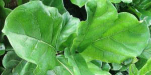 Ficus lyrata (Fiddle Leaf Fig) Tree Leaves