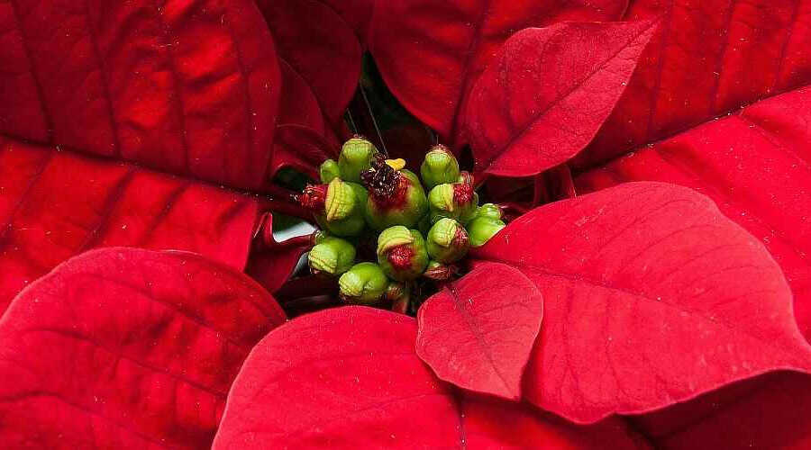 Poinsettia Care and Reflowering - Poinsettia’s Flowers and Red Leaves or Bracts