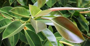 Φίκος Ελάστικα (Ficus elastica) Φυτεμένος στο Έδαφος του Κήπου