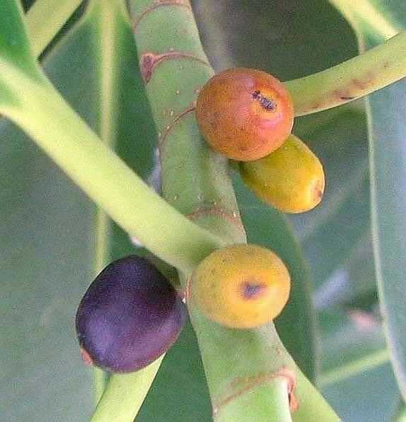 Φίκος Ελάστικα - Συκόνια, Τα Ώριμα Φρούτα του Φυτού