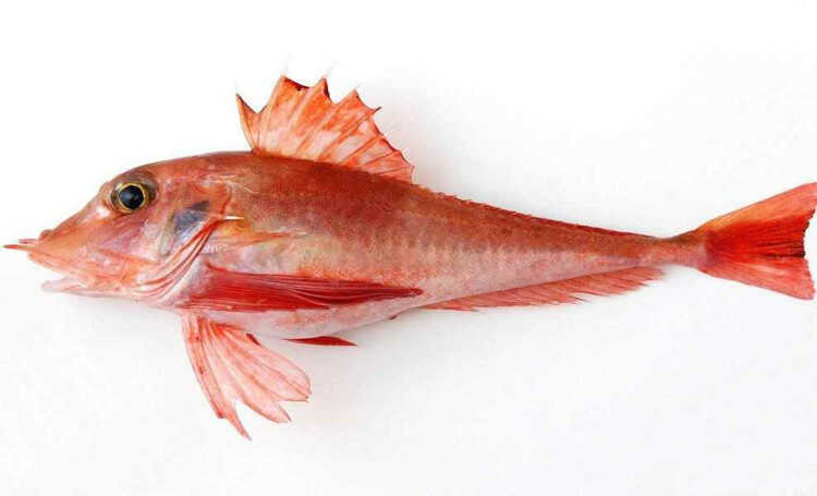 Trigla lyra Fish With the Fiddle-shaped Fins