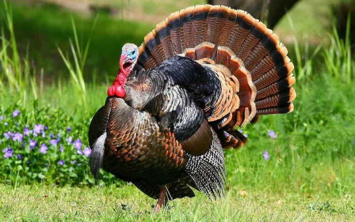 Γαλοπούλα, Το 8ο Μεγαλύτερο Πουλί στον Κόσμο