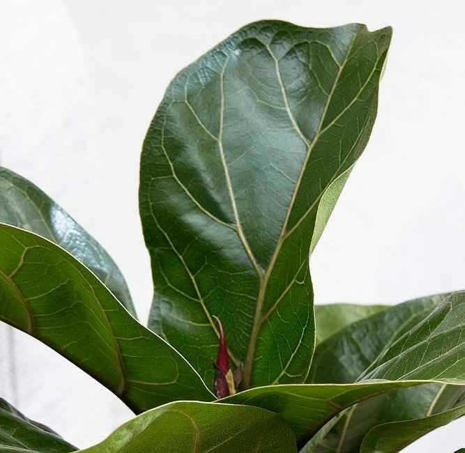 Close-Up to Leaves of Ficus lyrata