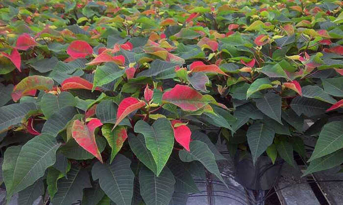 Φροντίδα του Αλεξανδρινού και Επανάνθιση - Μαζική Παραγωγή Αλεξανδρινού από Μοσχεύματα