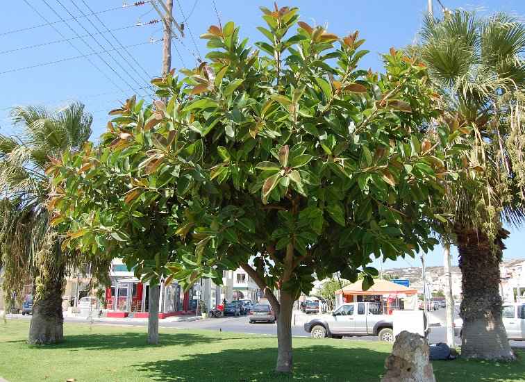 Φίκος Ελάστικα Φυτεμένος σε Πλατεία στην Σητεία