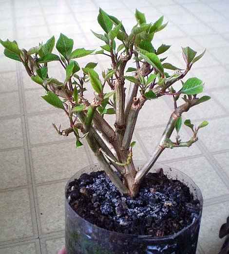 Νέα Βλάστηση του Αλεξανδρινού