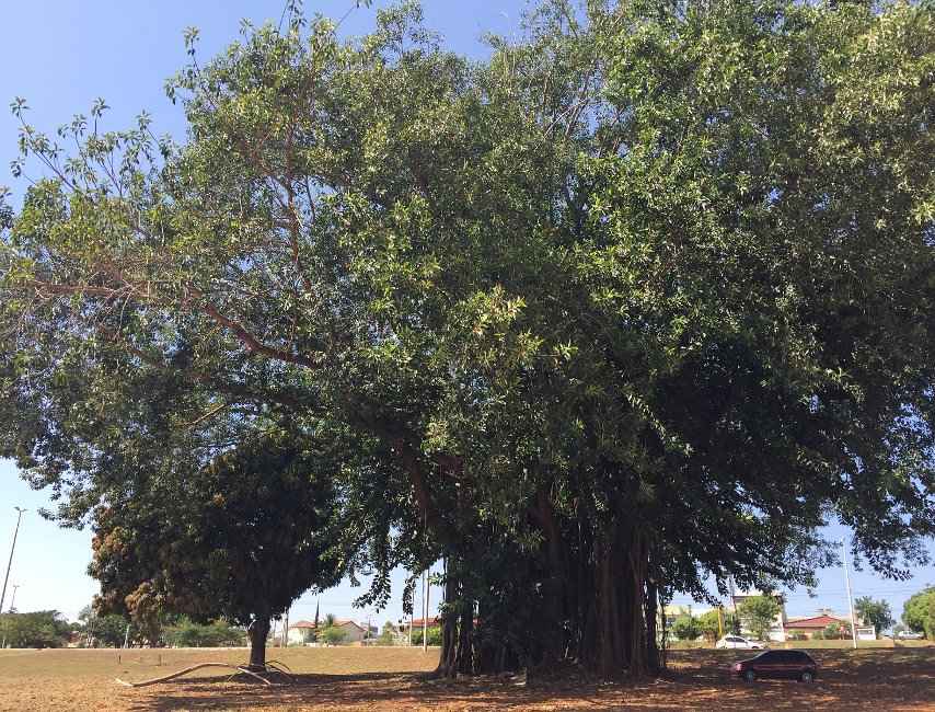 Φίκος Ελάστικα στην Πρωτεύουσα της Βραζιλίας Brasília