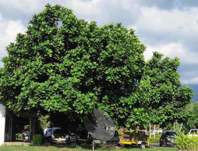 Ficus lyrata - Fiddle Leaf Fig Trees Outdoor