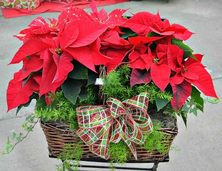 Φροντίδα του Αλεξανδρινού και Επανάνθιση - Ποϊνσέτια για Χριστουγεννιάτικο Στολισμό