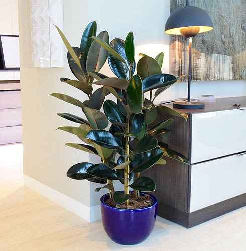 Φίκος Ελάστικα Φυτεμένος σε Ολωσδιόλου Αταίριαστου Χρώματος Γλάστρα