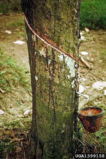 Φίκος Ελάστικα (Ficus elastica) - Εξαγωγή Φυσικού Καουτσούκ