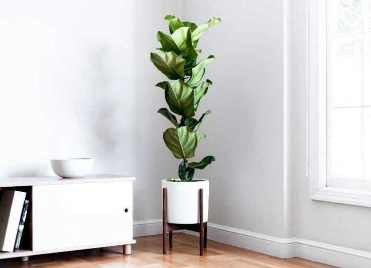 Potted Fiddle Leaf Fig Tree Indoor