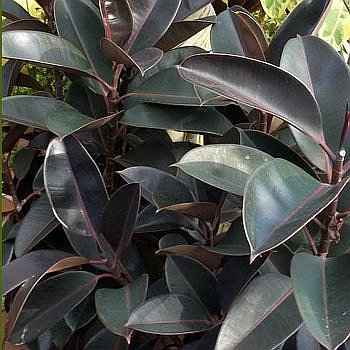 Ποικιλία Ficus Elastica ‘Burgundy’