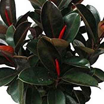 Ποικιλία Ficus elastica 'Decora'