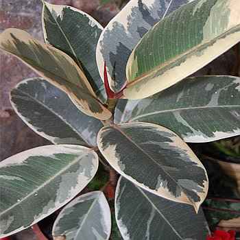 Ποικιλία Ficus elastica 'Doescheri'