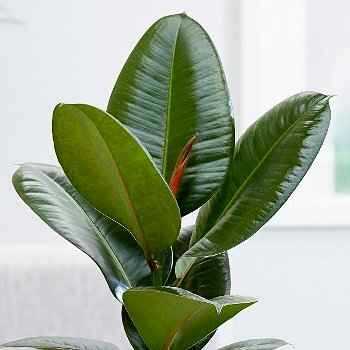 Ποικιλία Ficus elastica 'Robusta'
