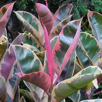 Ποικιλία Ficus elastica 'Ruby'