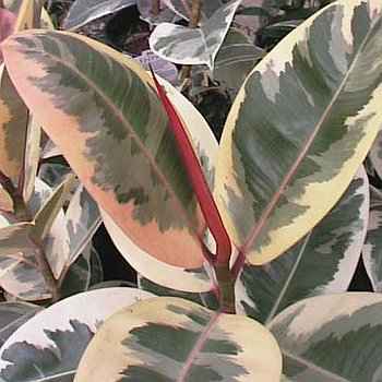 Ποικιλία Ficus elastica 'Sylvie'
