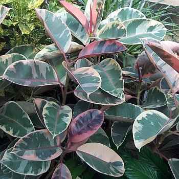 Ποικιλία Ficus elastica 'Tineke'