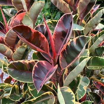 Ποικιλία Ficus elastica 'Tricolor'