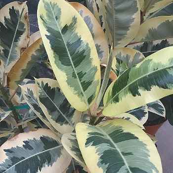 Ποικιλία Ficus elastica 'Variegata'