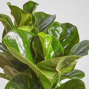 Ficus lyrata ‘Bambino’ Variety