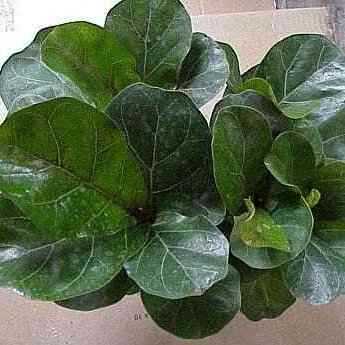 Ficus lyrata ‘Compacta’ Variety