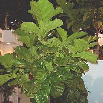 Ficus lyrata 'Suncoast' Variety